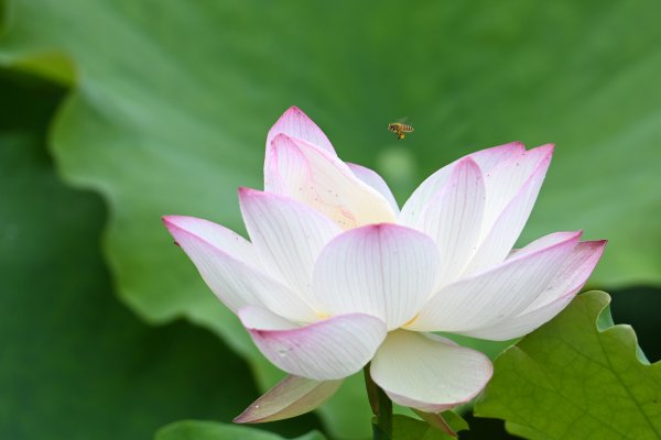 上上策 小暑时节荷香四溢 引来蜜蜂共绘夏日美景丨图集