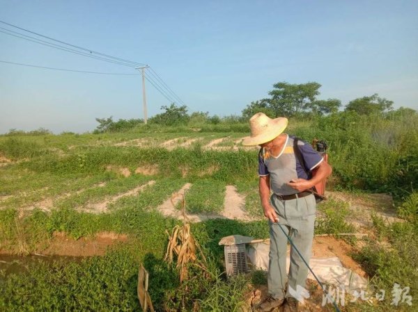 盈鑫惠 广水：95万株苗木“抗旱”进行时